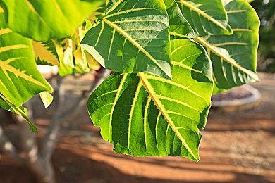 调查发现Xbox Series在美国同一时期销量不及Xbox One