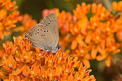 《龙珠Z：卡卡罗特》明年1月登陆PS5＆XSX 支持免费升级